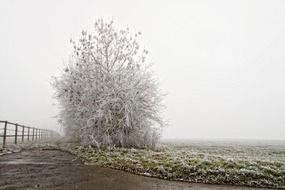 Landscape of the frozen tree on a meadow
