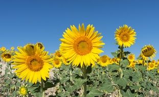 Sunflowers against a clear blue sky