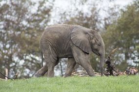 little elephant amongst the nature of africa