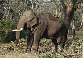 elephant beneath tree, india, karnataka, bandipur