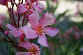 Pink margaret flowers in summer