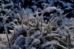 frosty grass in winter