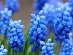 Blue hyacinths closeup