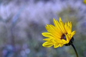 Macro photo of the beautiful yellow flower at blurred background