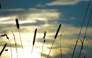 picture of the grasses at the sunrise