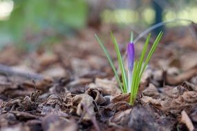 purple spring flower on the ground