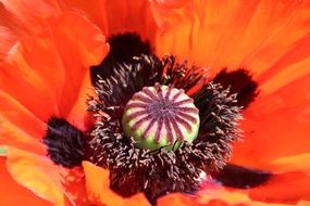 beautiful and delightful poppy macro