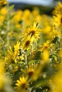 Yellow sunflowers in field on blurred background