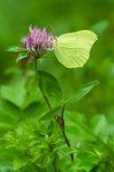 gonepteryx rhamni males butterfly