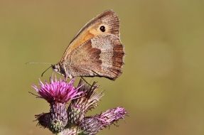 striking butterfly