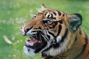 Portrait of the cute, colorful and beautiful striped tiger on the colorful meadow