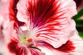 pelargonium flower