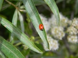 Photo of Ladybug on the green leaf
