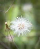 white fluffy dandelion in nature