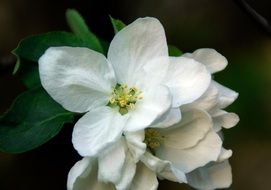 delicate apple flower