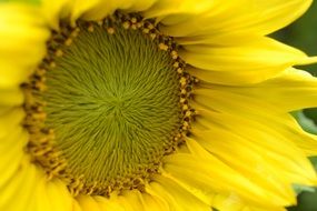 round sunflower core