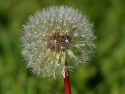 white dandelion on a blurred green background