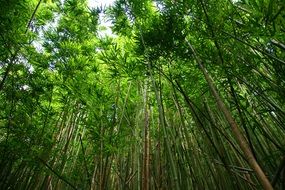 green bamboo forest, bottom view