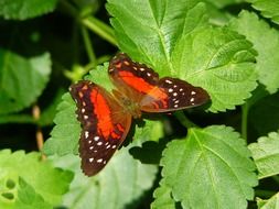 butterfly on green leaves