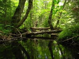 Landscape with the stream in the beautiful forest