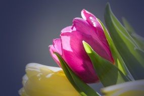 Side view of a bouquet of tulips