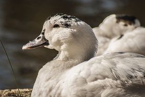 very beautiful water duck