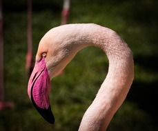 pink flamingo portrait