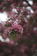 Pink flowering on a branch