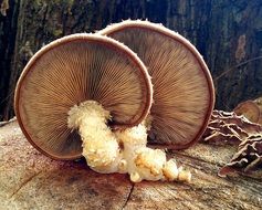 lamellar mushrooms on a tree