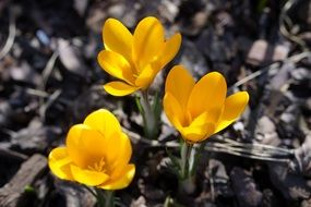 Yellow crocuses on a black-white background