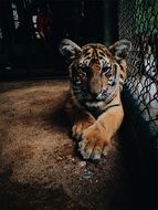 Photo of the tiger in the zoo