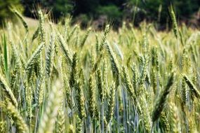 wheat field closeup