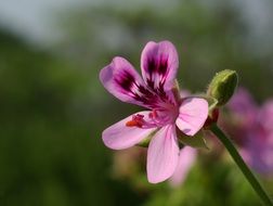 Close-up of the beautiful pink and purple perlargonium flower