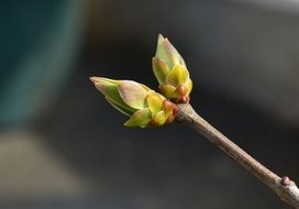 spring lilac bud close up on blurred background