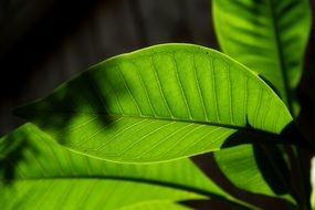 fresh green leaf light