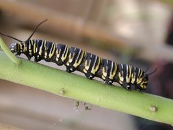 yellow-black caterpillar