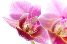 phalaenopsis is a type of orchid