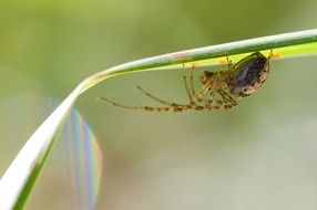 spider on the plant leaf