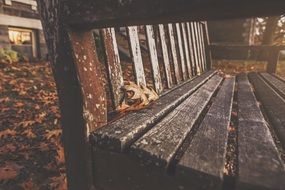 autumn leaves on a park bench