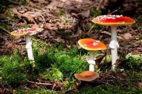 Toxic red mushrooms among moss and dry foliage