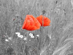 Red poppy on black and white background