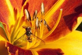 wasp on a daylily flower close-up