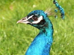 portrait of blue peacock