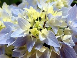 white hydrangea flowers in nature