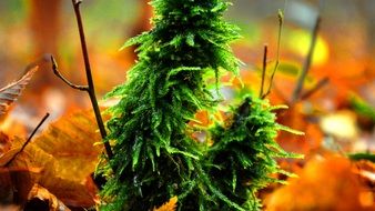 green plant in the forest