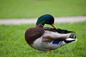 mallard with bright feathers on green grass close-up on blurred background