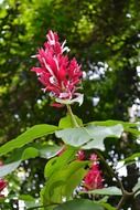 red flowers in ceylon