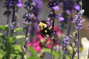 very beautiful bumblebee on blue flowers on a blurred background