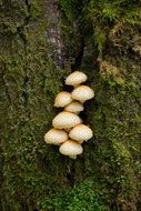 toadstools on green moss in the forest