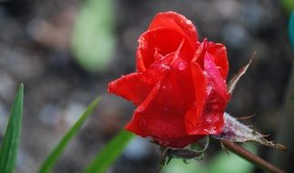 red rose on the stalk in the water drops